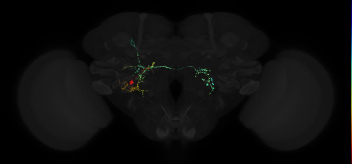 adult DM5 lineage neuron