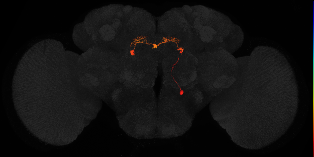 adult intrinsic protocerebral bridge 18 glomeruli-delta7 neuron