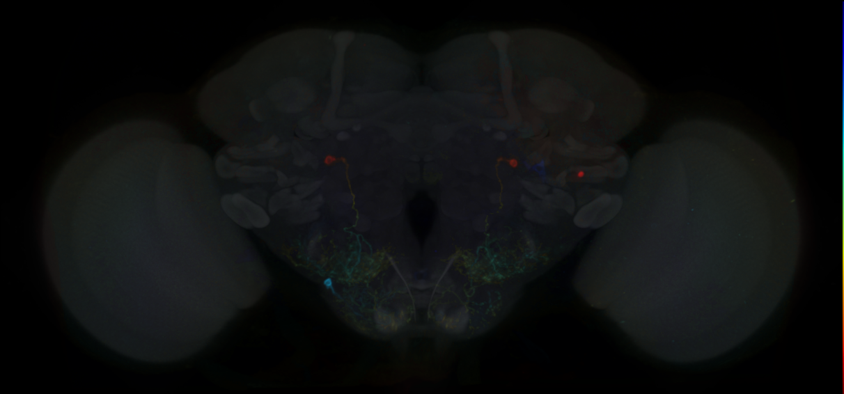antennal grooming brain interneuron 1