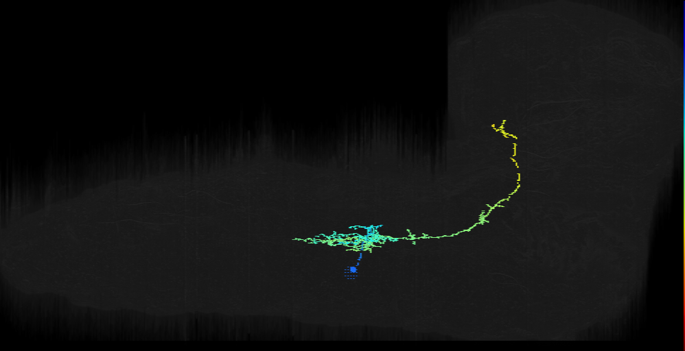 lineage NB5-3 neuron