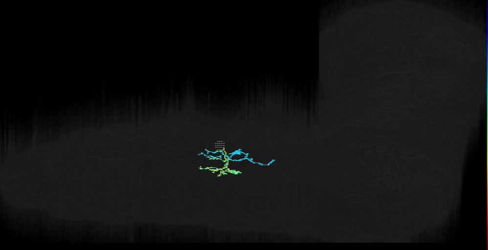 lineage NB6-2 neuron