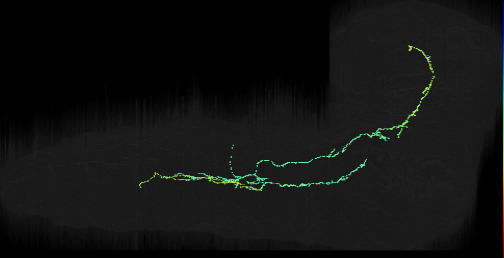 Notch ON hemilineage neuron