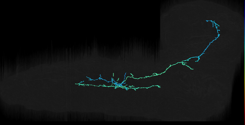 Notch ON hemilineage primary neuron
