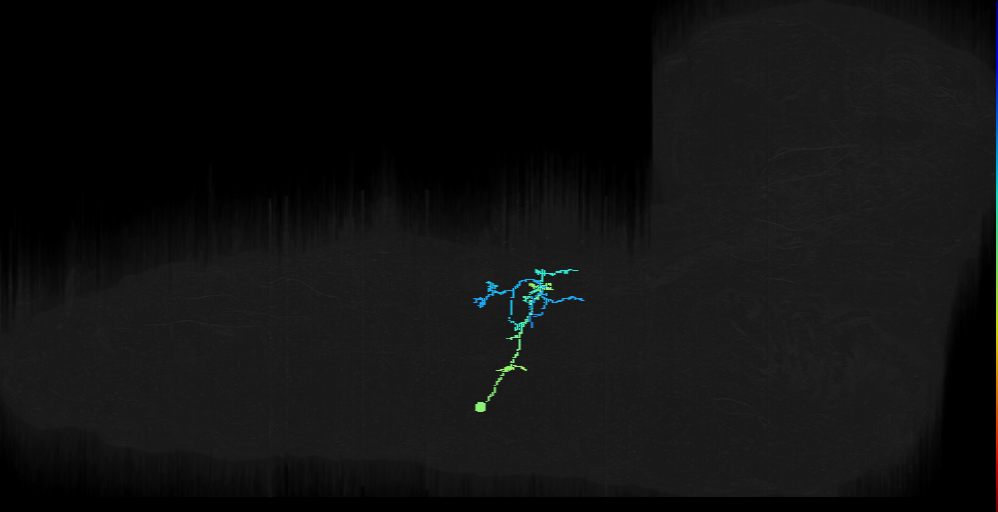 lineage NB5-3 neuron