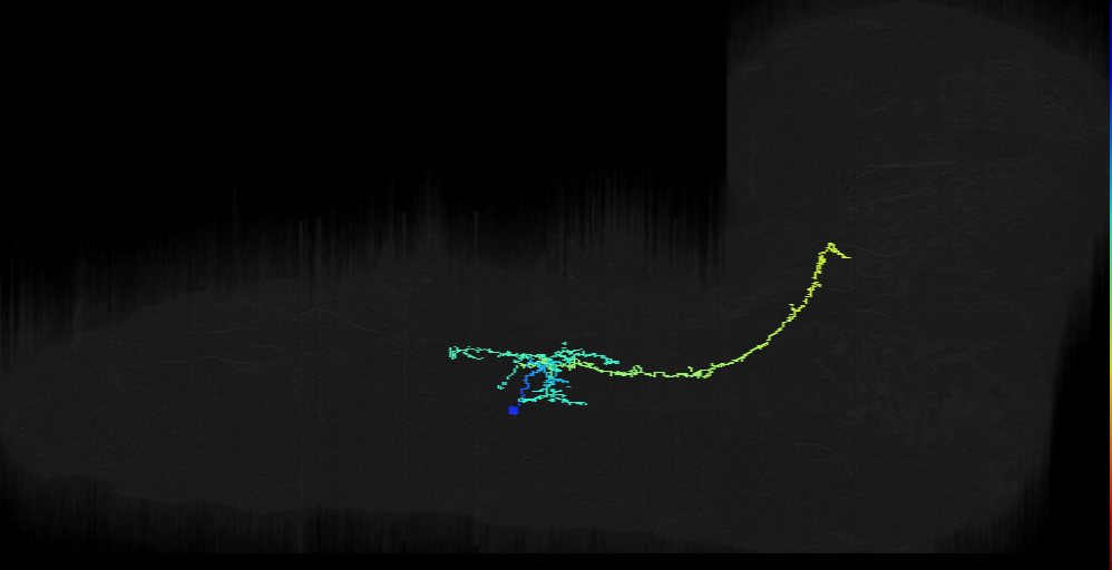 larval A08c projection neuron