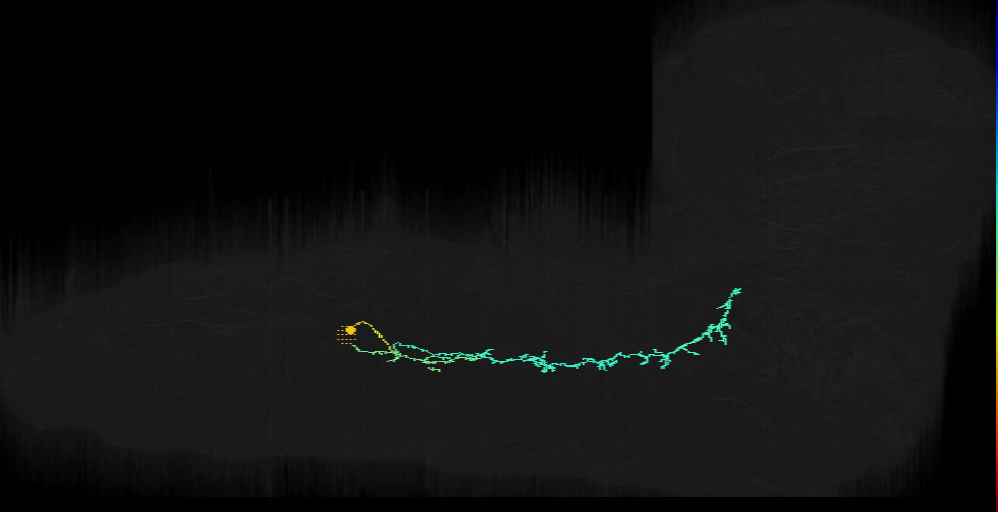 lineage NB3-5 neuron