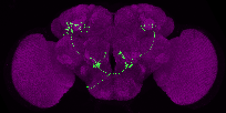 adult uniglomerular antennal lobe projection neuron of SEZ