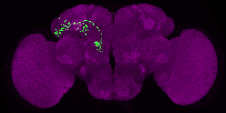 persistent antennal lobe projection neuron