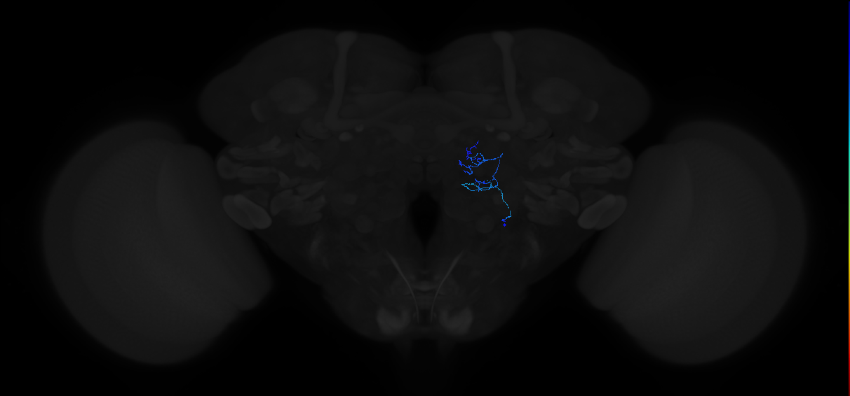 adult local interneuron of the ventral ALv2 neuroblast