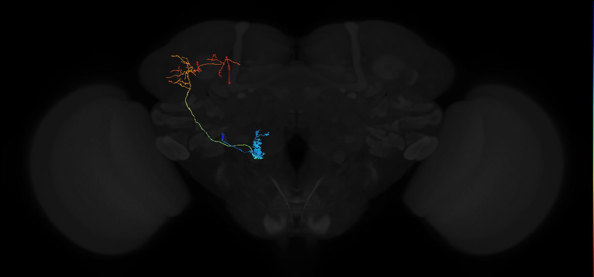 adult uniglomerular antennal lobe projection neuron l2PN