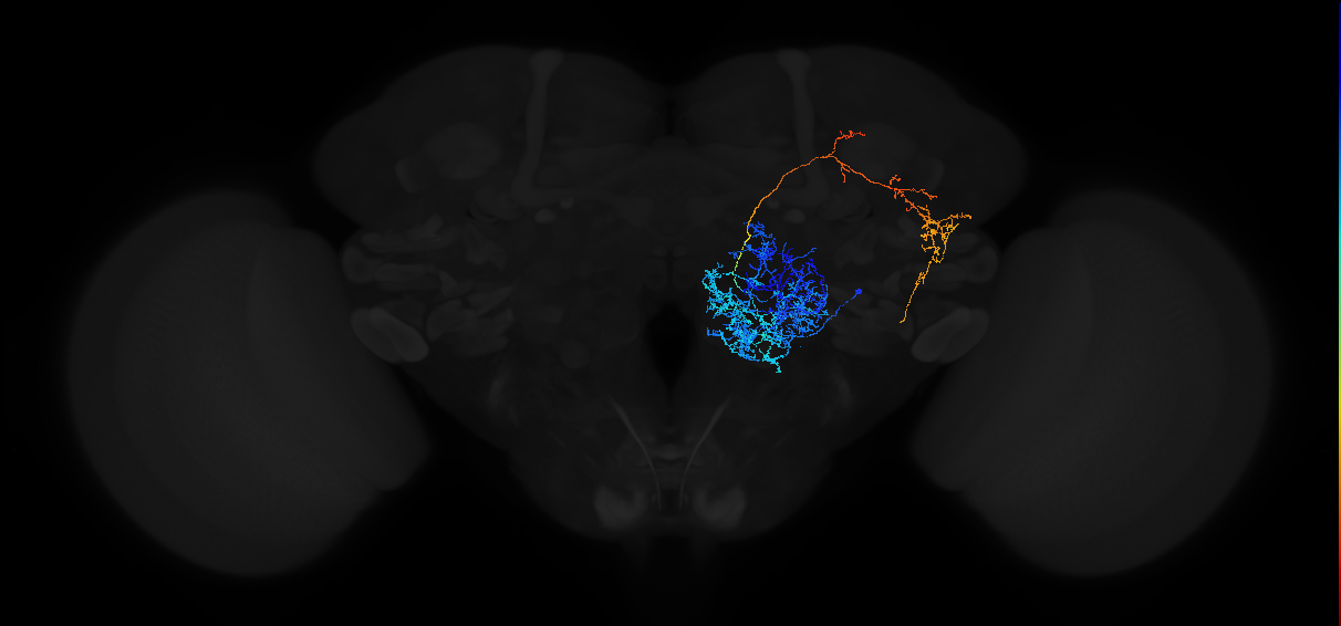 adult multiglomerular antennal lobe projection neuron l2PN