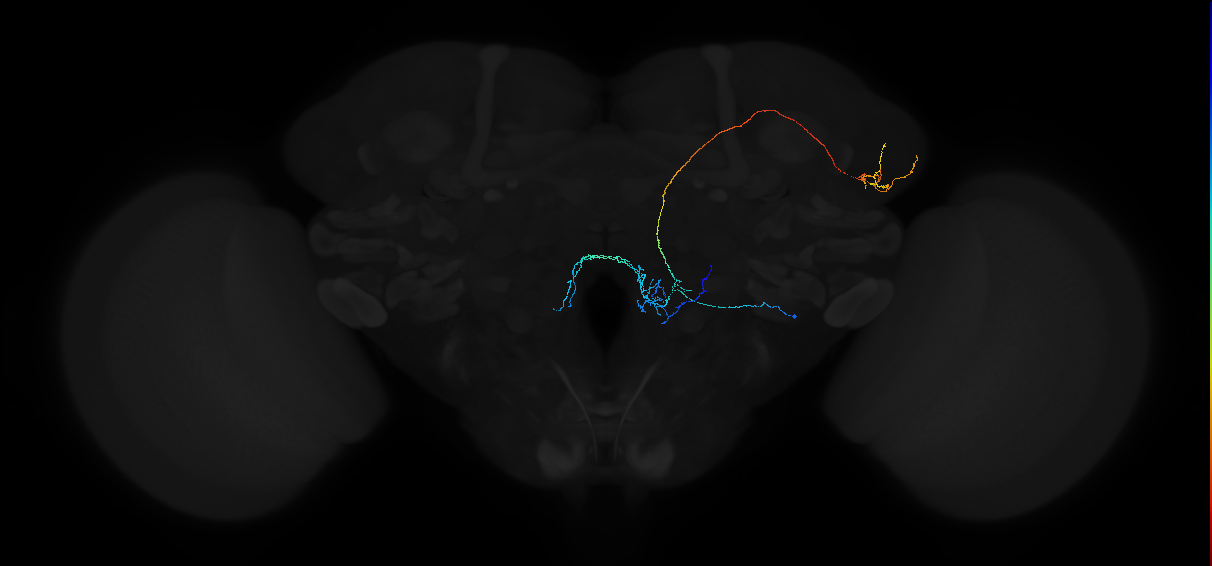 adult uniglomerular antennal lobe projection neuron lvPN
