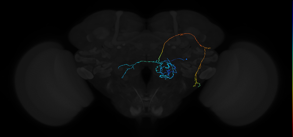adult uniglomerular antennal lobe projection neuron lPN