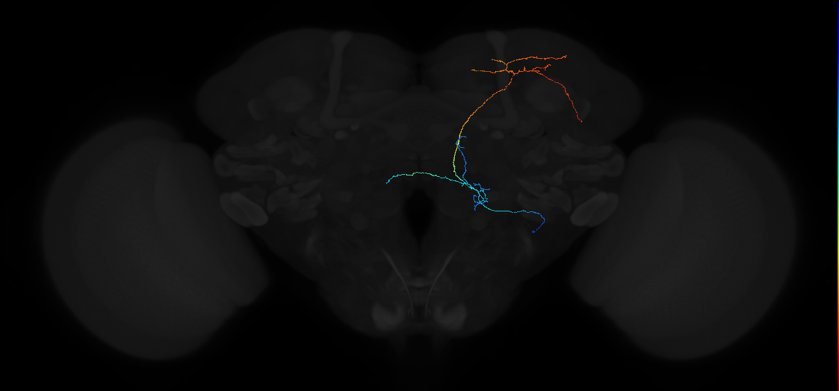 adult antennal lobe projection neuron VP1l+ lvPN 2