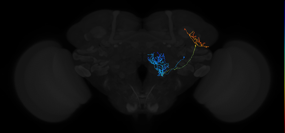 adult antennal lobe projection neuron VP1m++ l2PN
