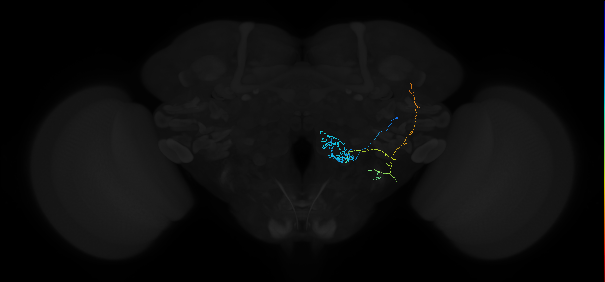 adult multiglomerular antennal lobe projection neuron l2PN