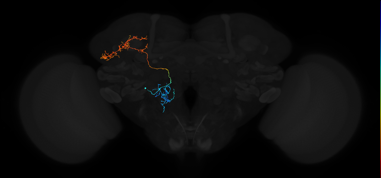 transverse antennal lobe tract projection neuron