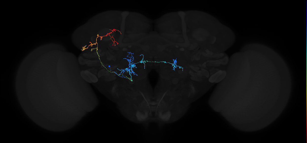 bilateral antennal lobe projection neuron