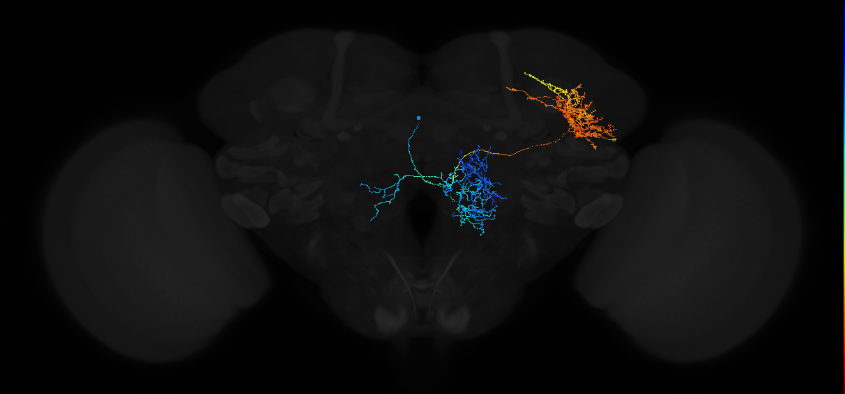 adult panglomerular antennal lobe projection neuron