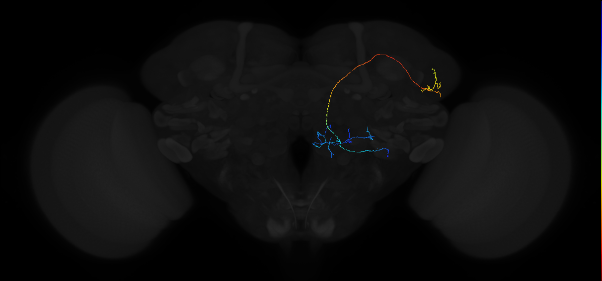 adult antennal lobe projection neuron lvPN