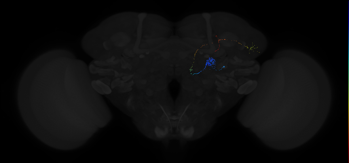 adult antennal lobe projection neuron DA1 lPN