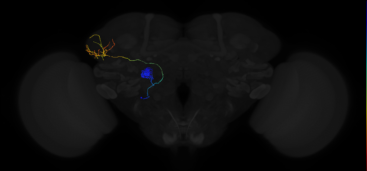 mediolateral antennal lobe tract projection neuron 1
