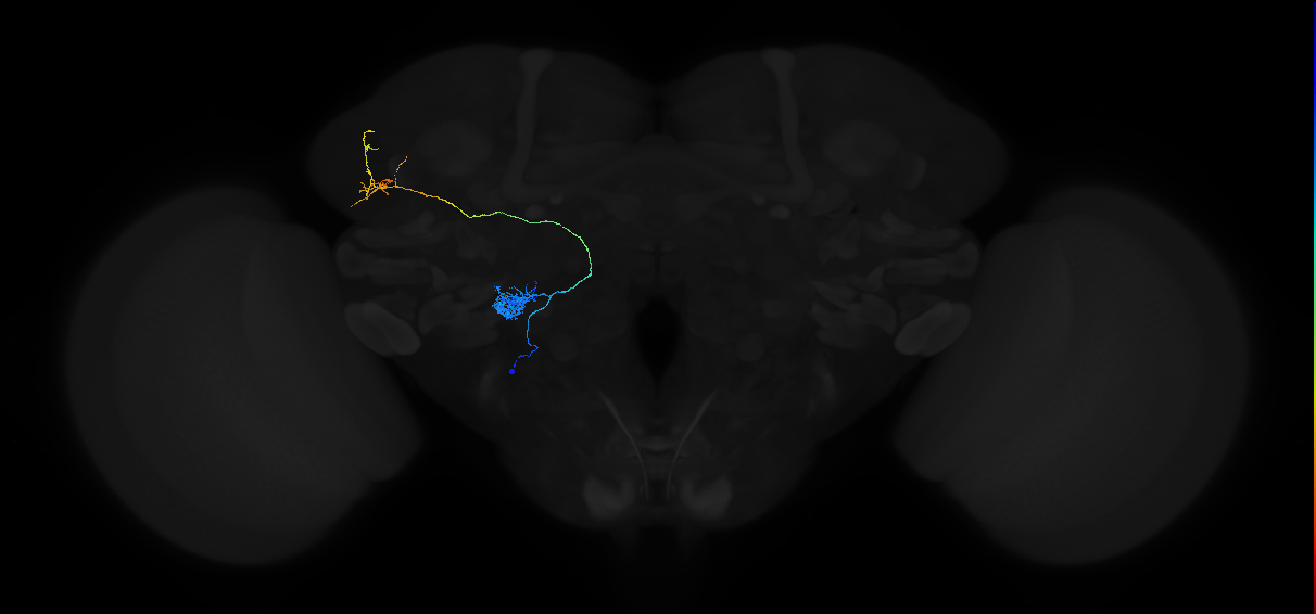 mediolateral antennal lobe tract projection neuron 1