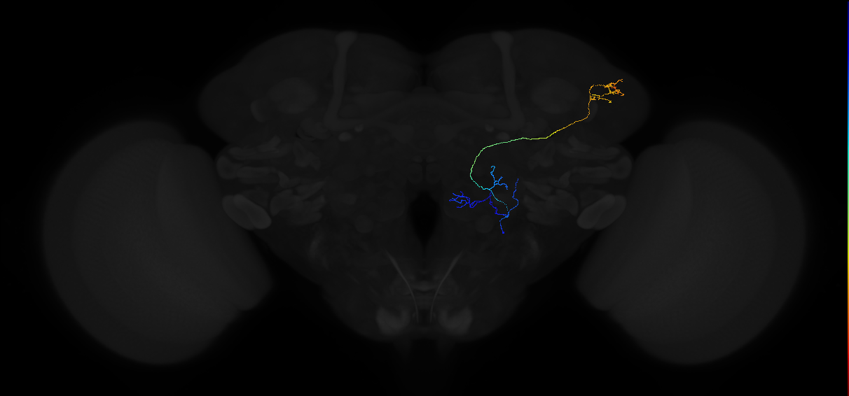 adult uniglomerular antennal lobe projection neuron vPN