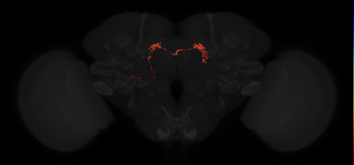 adult intrinsic protocerebral bridge 18 glomeruli-delta7 neuron