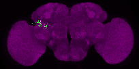 adult BLAv2 lineage neuron