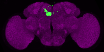 mushroom body output neuron 3