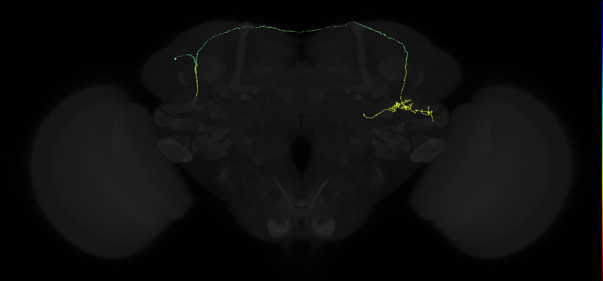 adult posterior ventrolateral protocerebrum neuron 008