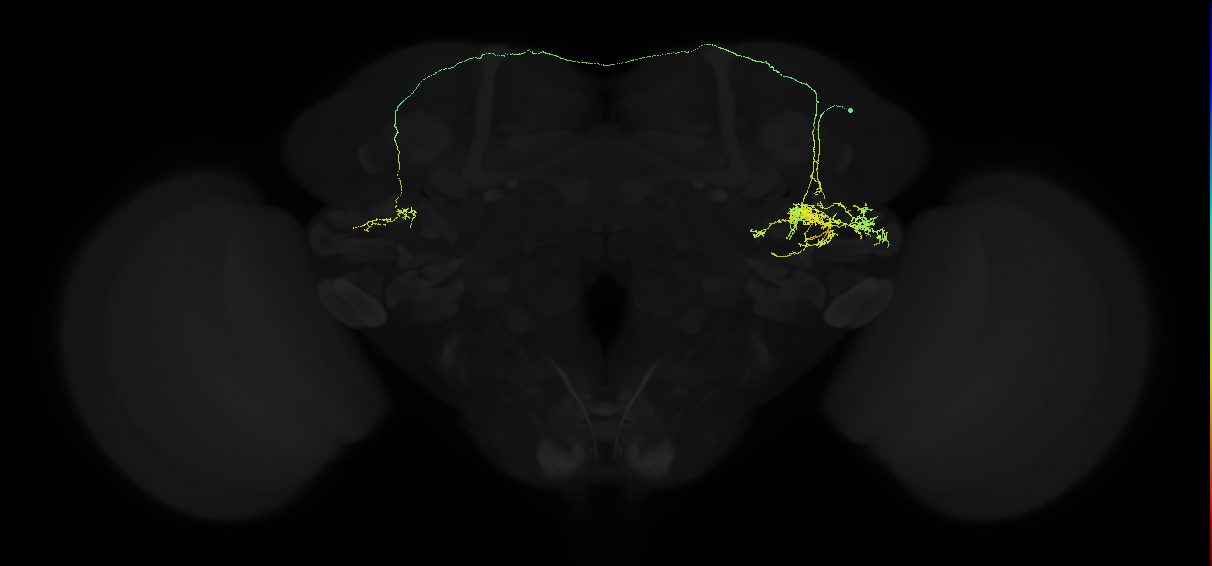 adult posterior ventrolateral protocerebrum neuron 008