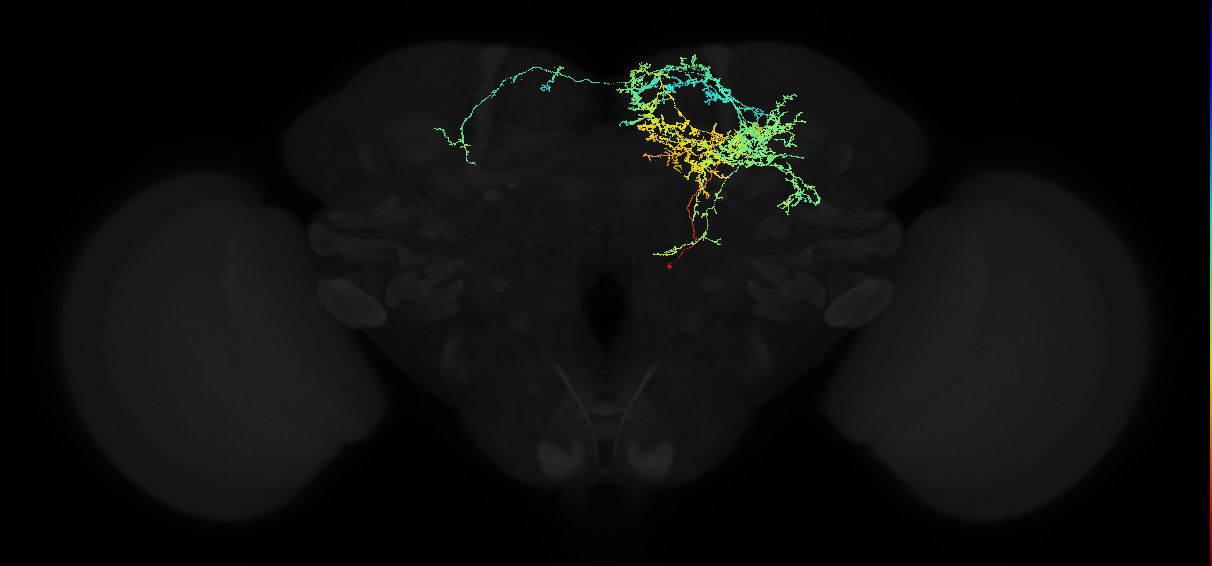 adult doublesex pC1 (female) neuron