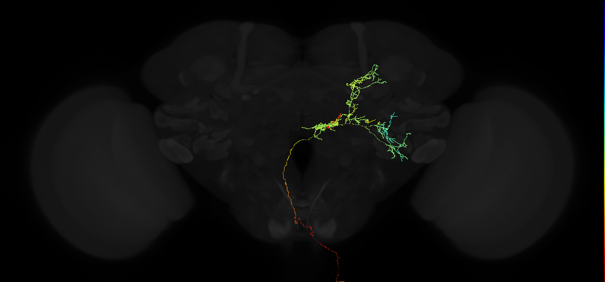 descending neuron of the posterior brain DNp13
