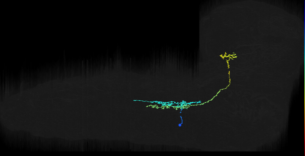 Notch OFF hemilineage primary neuron