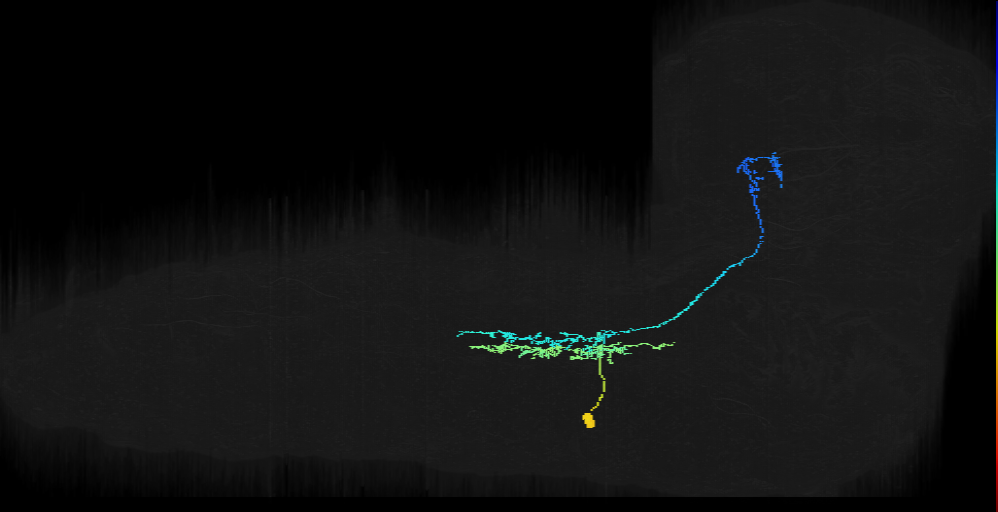 Notch OFF hemilineage primary neuron