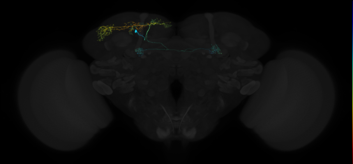 mushroom body pedunculus-vertical lobe arborizing neuron 1