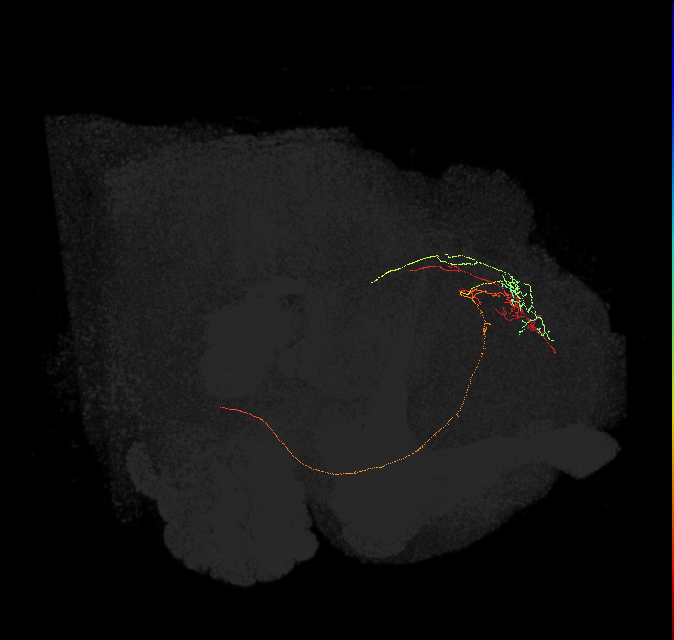 ascending neuron_L