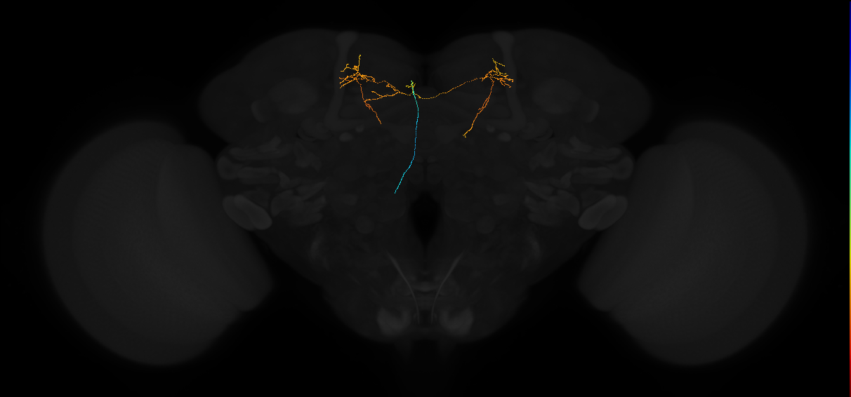 ascending neuron_L