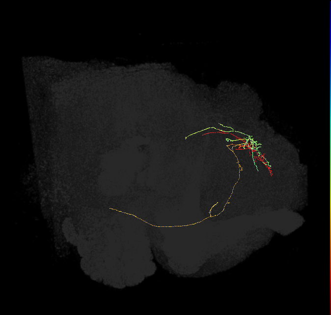 ascending neuron_R