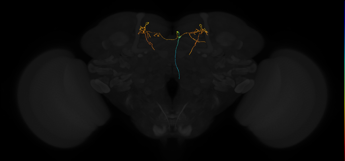 ascending neuron_R