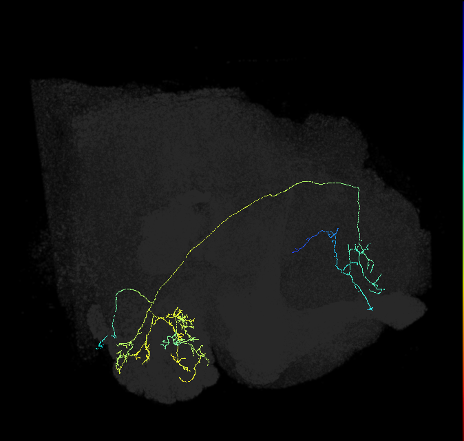 olfactory PN_R