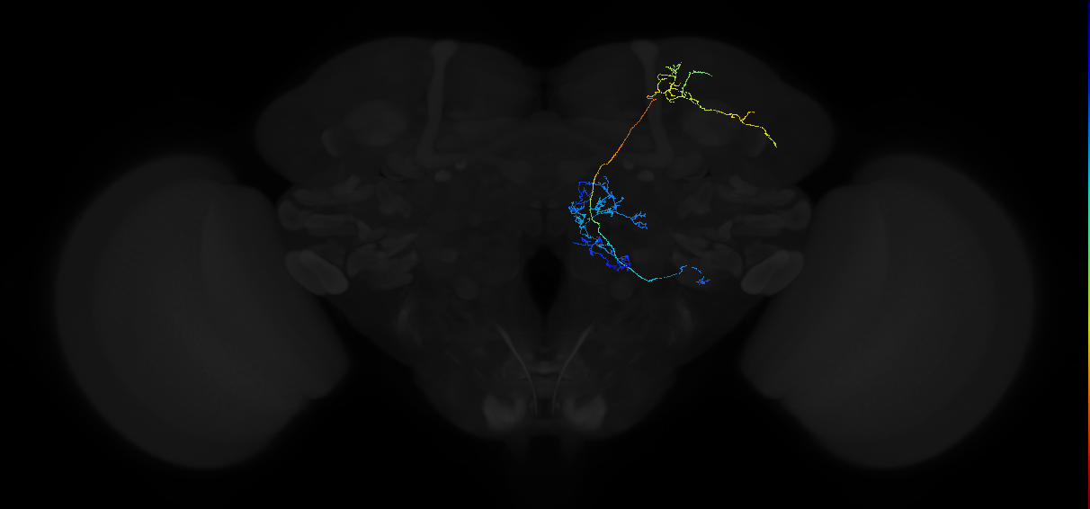 olfactory PN_R