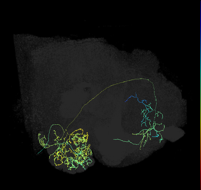 olfactory PN_R