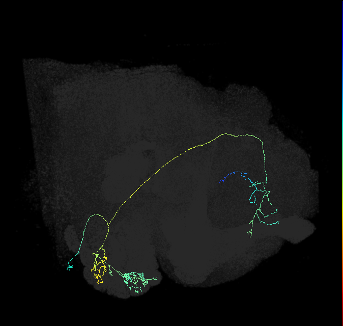 olfactory PN_R