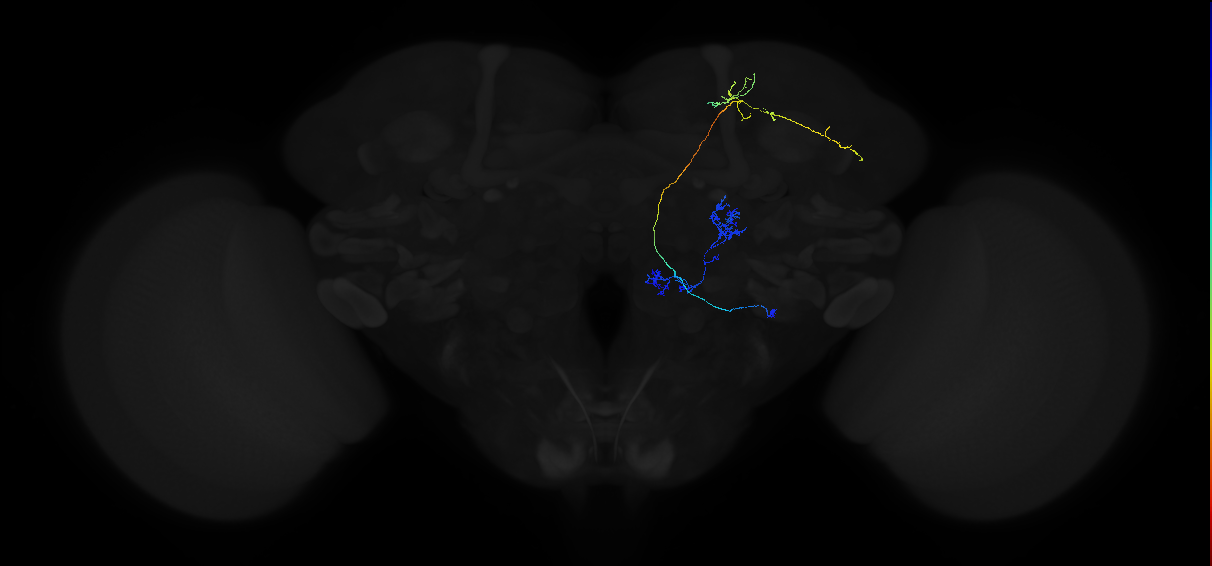 olfactory PN_R