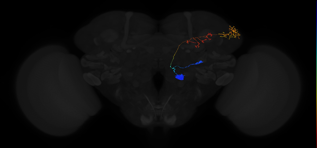 olfactory PN_R