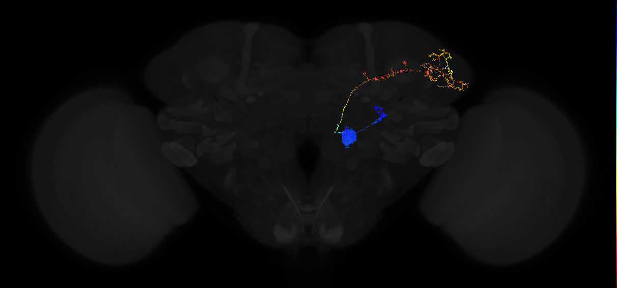 olfactory PN_R