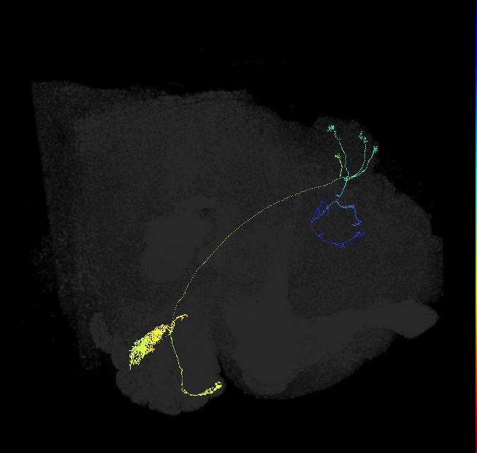 olfactory PN_R